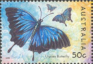 Butterfly Uliss