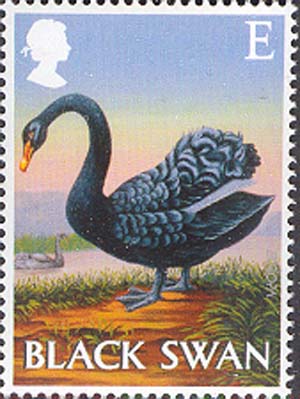 «Black Swan» (Stanley Chew)